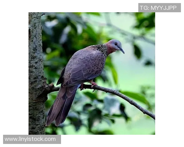 公牛的力量与智慧：探秘这种动物在文化、历史与生态中的多重象征意义